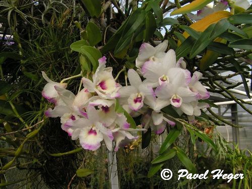 Dendrobium hybr.